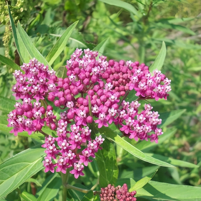Asclepias Curassavica 'Pink' Butterfly Garden Seeds