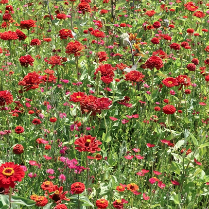 Zinnia Elegans 'Red Double' Double Petal Seeds