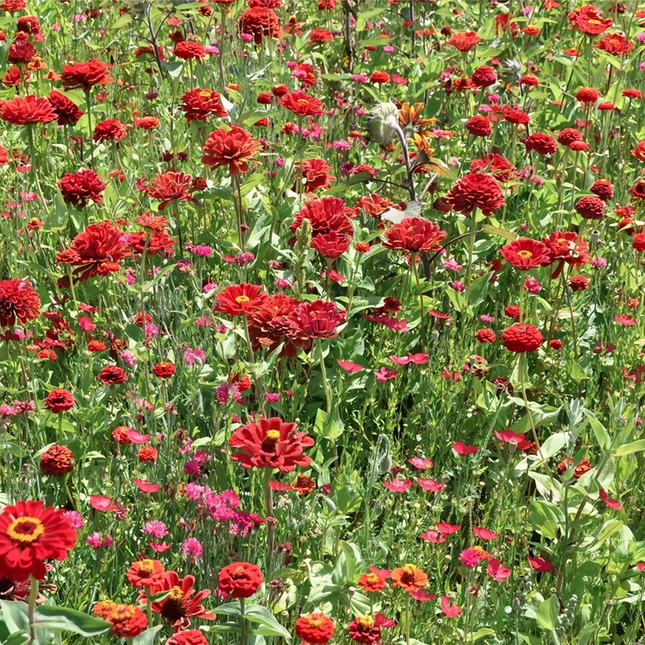 Zinnia Elegans 'Red Double' Double Petal Seeds