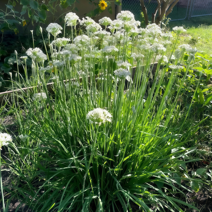 Allium Senescens 'White' White Ornamental Onion Seeds
