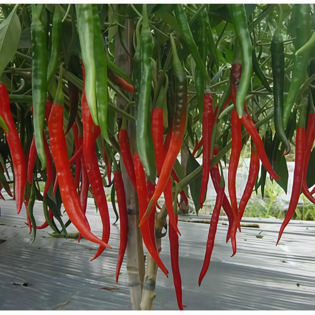 Capsicum annuum var. conoides 'Line Corner Red' Hot Pepper Seeds