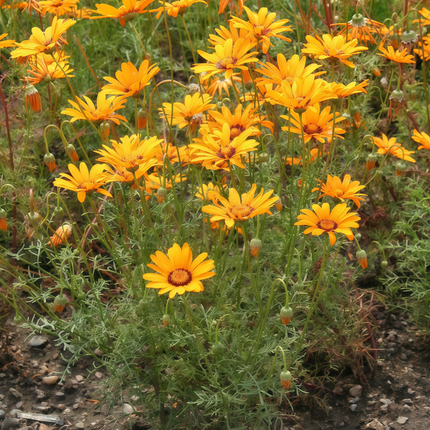 Ursinia Anthemoides 'Yellow' Daisy Flower Seeds