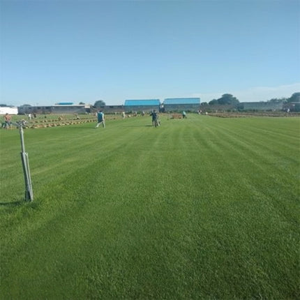 Trifolium pratense 'Triple A' Red Clover Variety Seeds