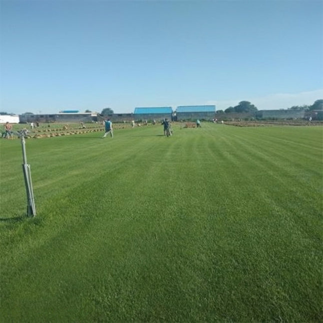 Trifolium pratense 'Triple A' Red Clover Variety Seeds