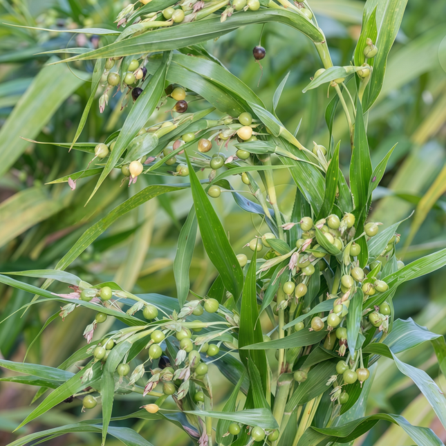 Coix lacryma-jobi var. ma-yuen ‘Job’s Tears’ Ornamental Grain Seeds