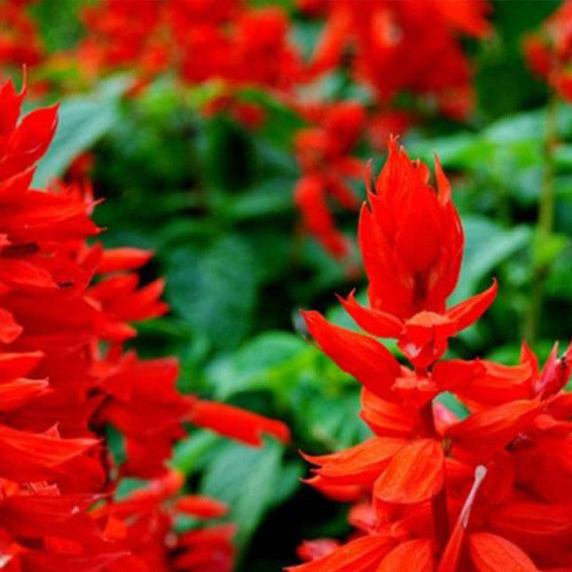 Salvia Splendens 'Red' Scarlet Sage Seeds