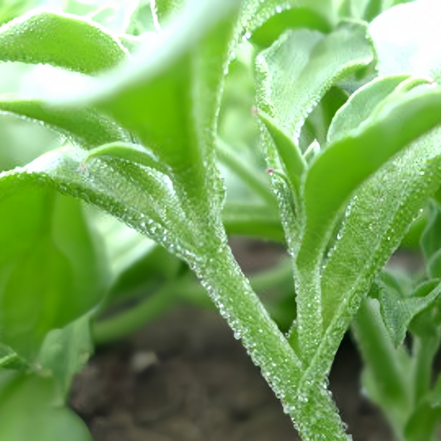 Mesembryanthemum crystallinum 'Ice Plant' Edible Succulent Seeds