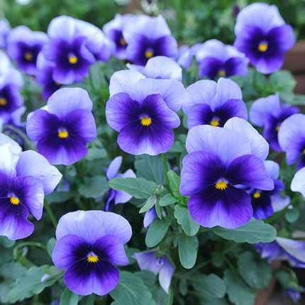 Viola Cornuta 'Blue White Wing' Bicolor Viola Seeds