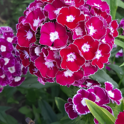 Dianthus 'Spherical Mix' Ornamental Seeds