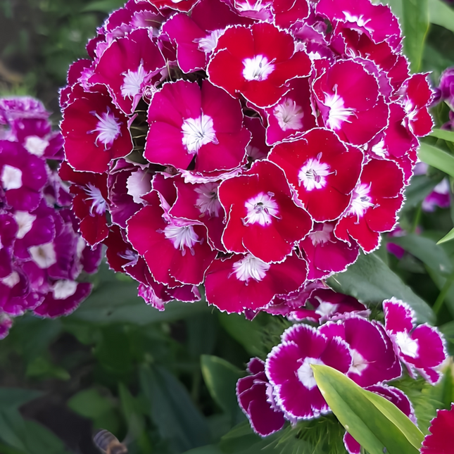 Dianthus 'Spherical Mix' Ornamental Seeds