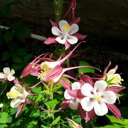 Aquilegia Vulgaris 'Red' European Columbine Seeds