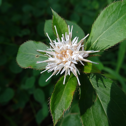 Adenophora tetraphylla ‘Fourleaf Ladybell’ Perennial Herb Seeds