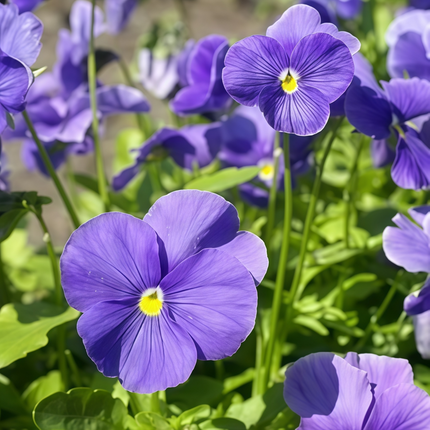 Viola Cornuta 'Azure Blue' Sky Blue Viola Seeds