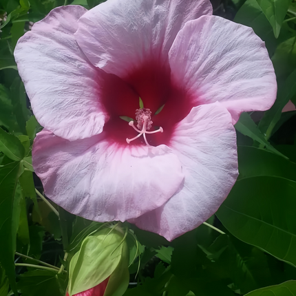 Abelmoschus Moschatus 'Light Pink' Delicate Seeds