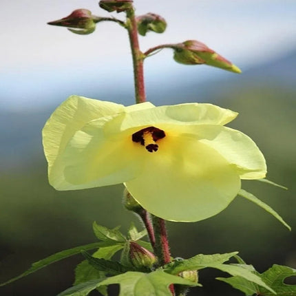 Abelmoschus Manihot 'Premium Mix' Ornamental Seeds