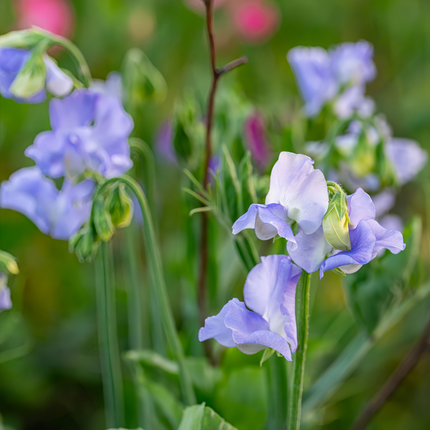 Lathyrus Odoratus 'Blue' Scented Seeds