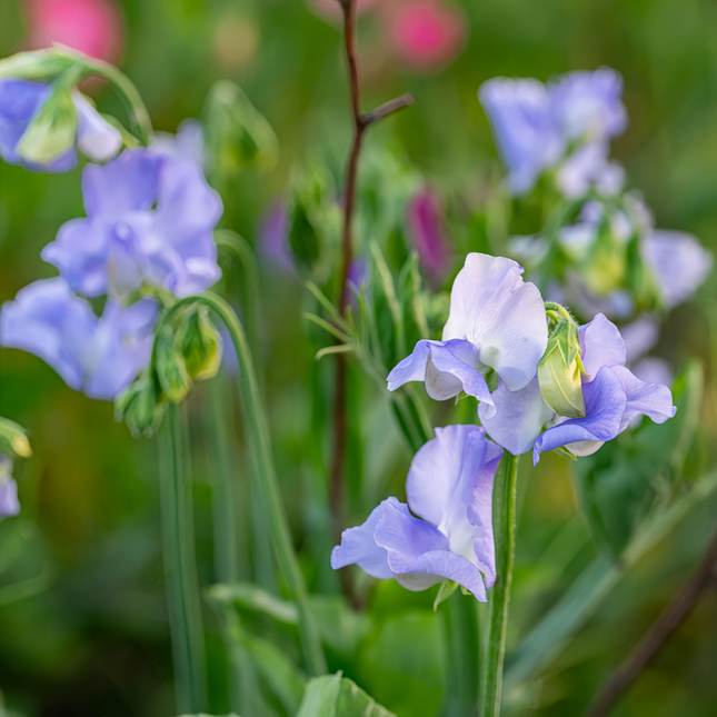Lathyrus Odoratus 'Blue' Scented Seeds