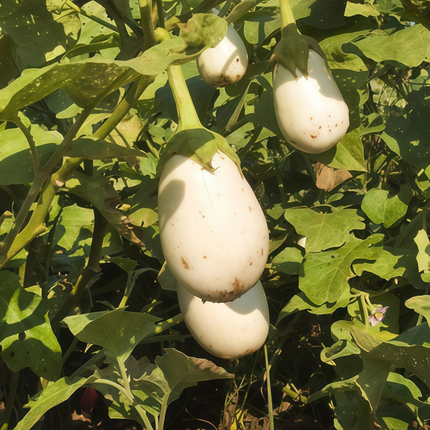 Solanum melongena 'White' Eggplant Seeds