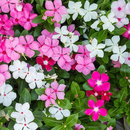 Catharanthus Roseus 'Mix' Madagascar Periwinkle Seeds