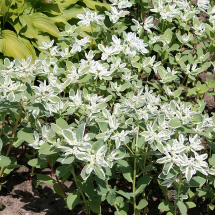 Euphorbia Marginata 'Green Leaf White Edge' Variegated Seeds