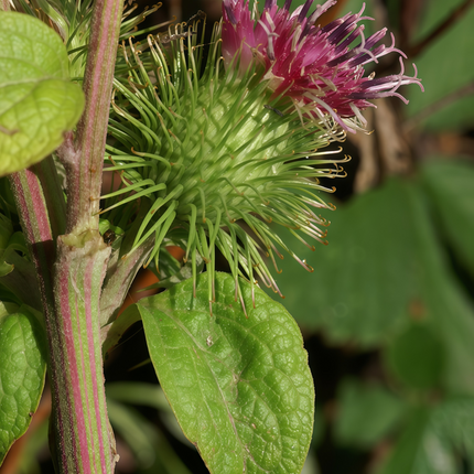 Arctium lappa ‘Great Burdock’ Edible & Botanical Root Seeds