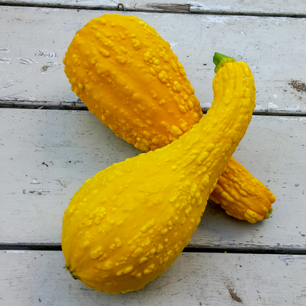 Cucurbita moschata 'Swan Yellow' Curved Neck Squash Seeds