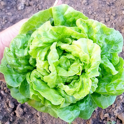 Lactuca sativa 'Common' Lettuce Seeds