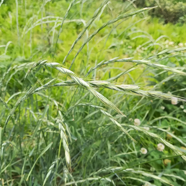 Lolium perenne 'Perennial Ryegrass' Turf & Forage Seeds