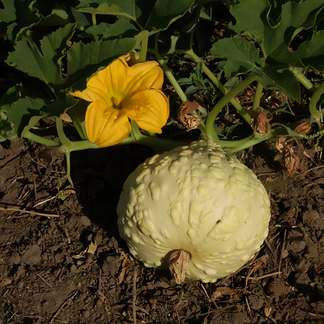 Cucurbita moschata 'Youth Beans Mix' Bush-Type Squash Seeds