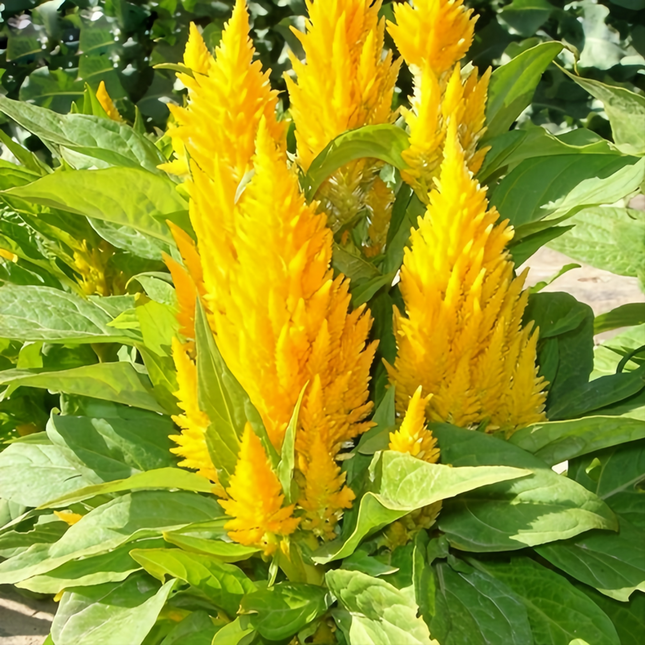Celosia Cristata 'Yellow' Vibrant Seeds