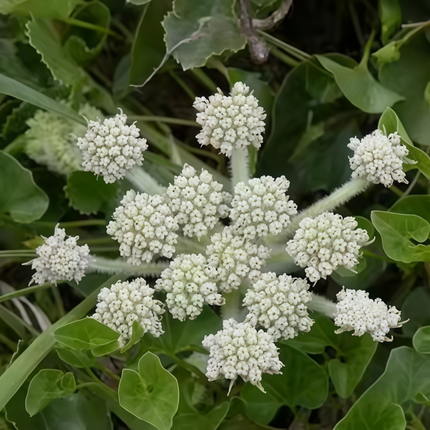 Glehnia littoralis ‘Beach Silvertop’ Coastal Botanical Seeds