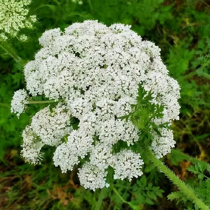 Cnidium monnieri ‘Jashoshi’ Annual Botanical Herb Seeds