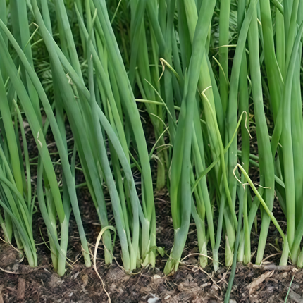 Allium schoenoprasum 'Purplish Red' Common Chive Seeds