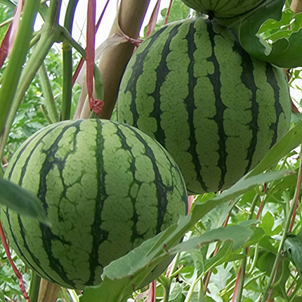 Citrullus lanatus 'Flower Skin' Patterned Watermelon Seeds