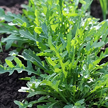 Eruca vesicaria ssp. sativa 'Arugula' Salad Green Seeds