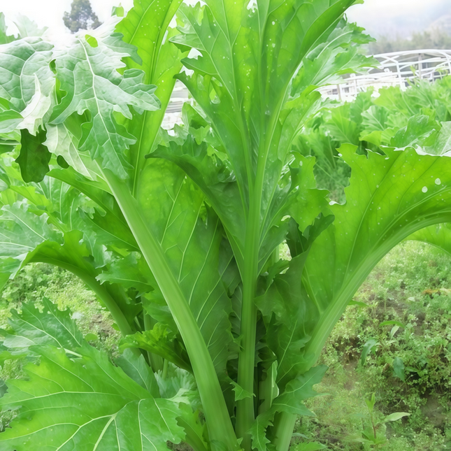 Brassica juncea var. multiceps 'Purple' Multi-Shoot Mustard Seeds