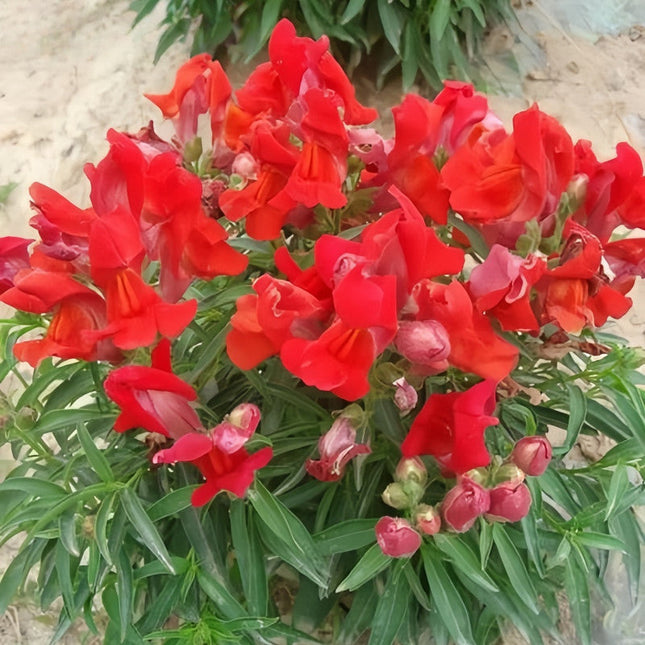 Antirrhinum Majus 'Red' Snapdragon Flower Seeds