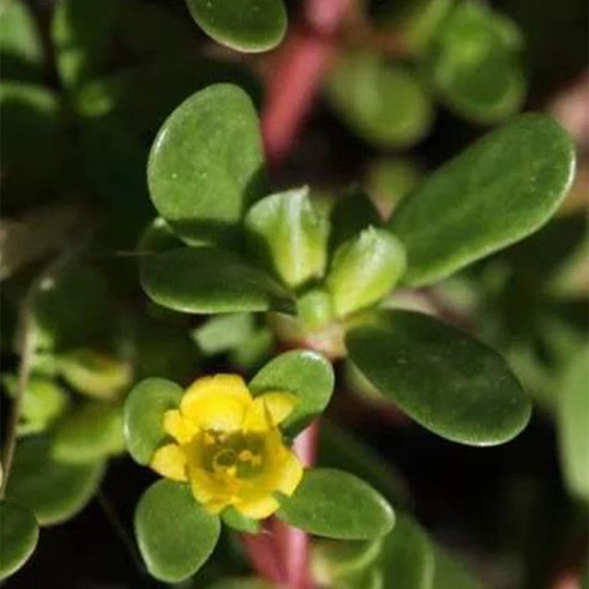 Portulaca Oleracea 'Yellow' Sun-Loving Seeds