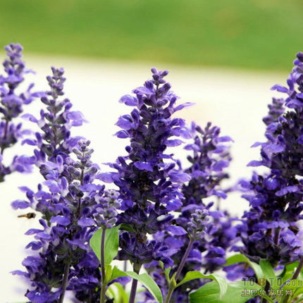 Salvia Farinacea 'Blue' Sage Bloom Seeds