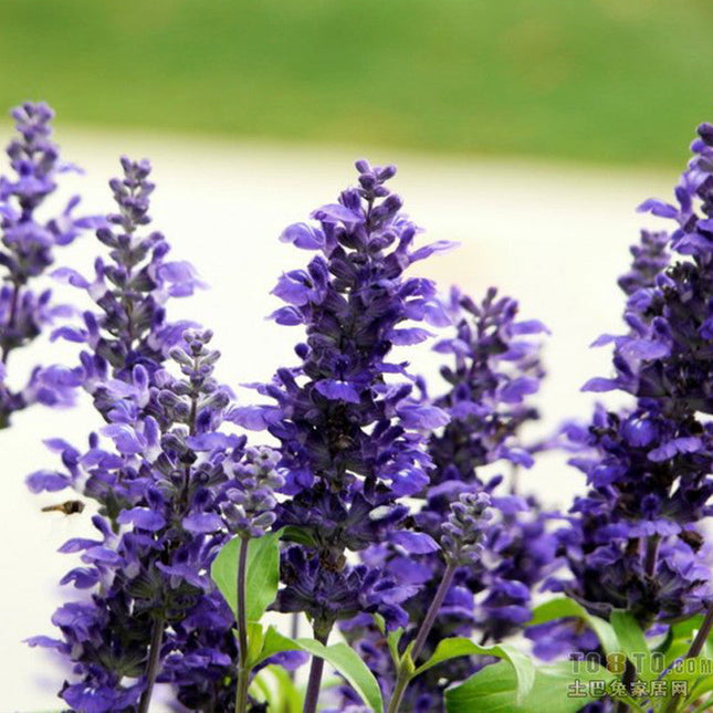 Salvia Farinacea 'Blue' Sage Bloom Seeds
