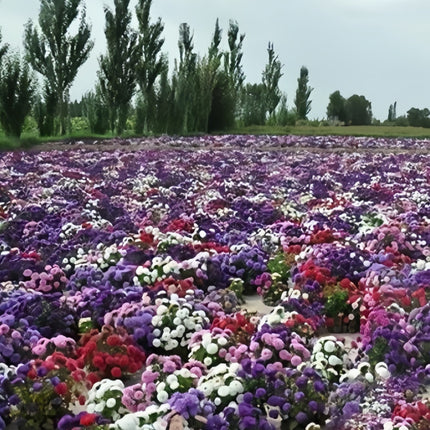 Pastel Harmony Aster Seeds — Callistephus Chinensis Mix