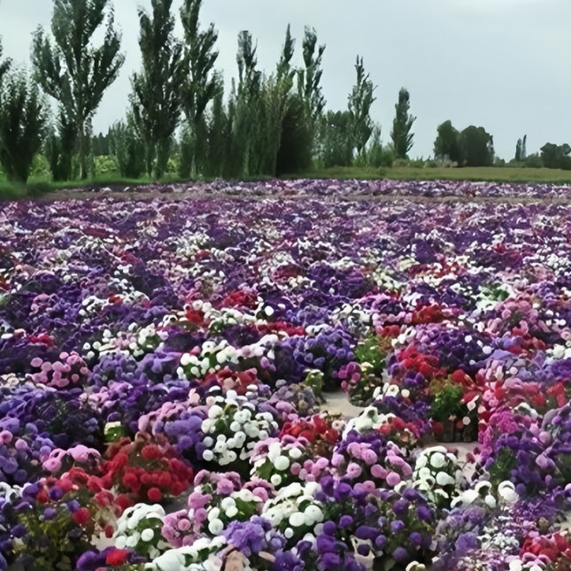 Pastel Harmony Aster Seeds — Callistephus Chinensis Mix