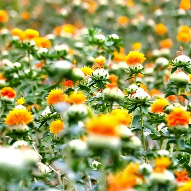 Reddish Yellow Safflower Seeds - Carthamus Tinctorius