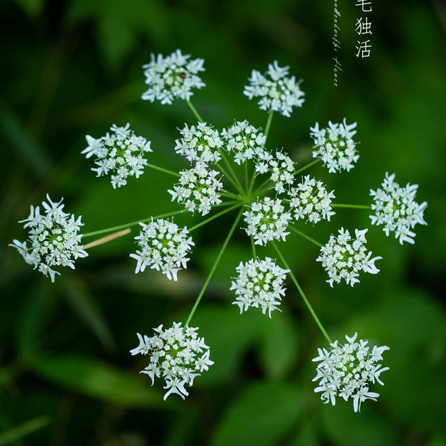 Heracleum hemsleyanum 'Chinese Hogweed' Medicinal Seeds