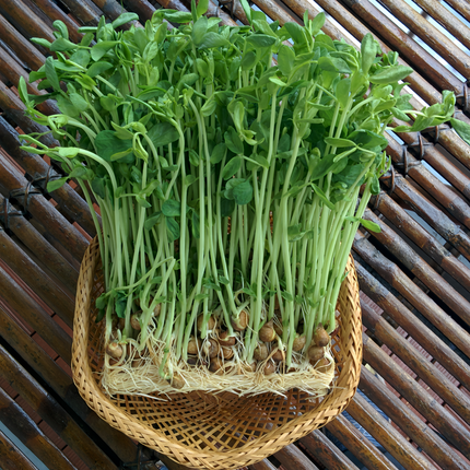 Pisum sativum 'Pea Sprouts' Microgreen Seeds