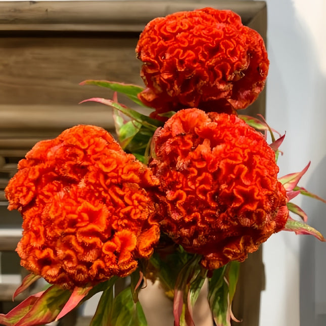 Orange-Red Cockscomb Seeds - Celosia Cristata