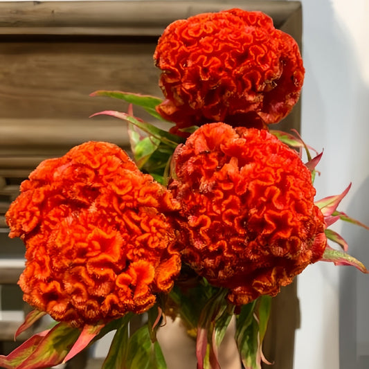 Orange-Red Cockscomb Seeds - Celosia Cristata