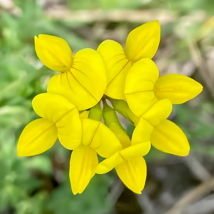 Lotus corniculatus 'Birdsfoot Trefoil' Forage Seeds