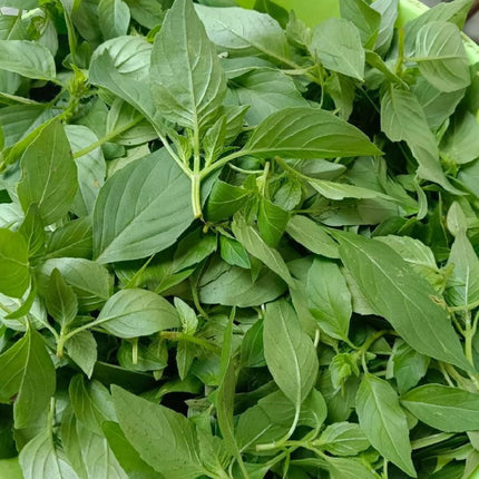 Nepeta cataria 'Catnip' Herb Seeds