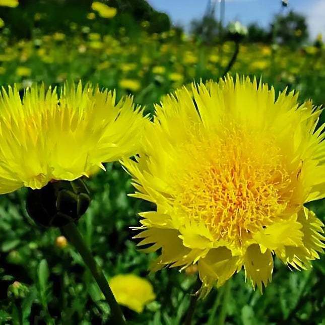 Pastel Yellow Cornflower Seeds - Centaurea Cyanus